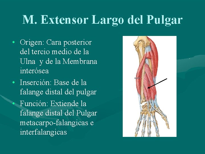 M. Extensor Largo del Pulgar • Origen: Cara posterior del tercio medio de la