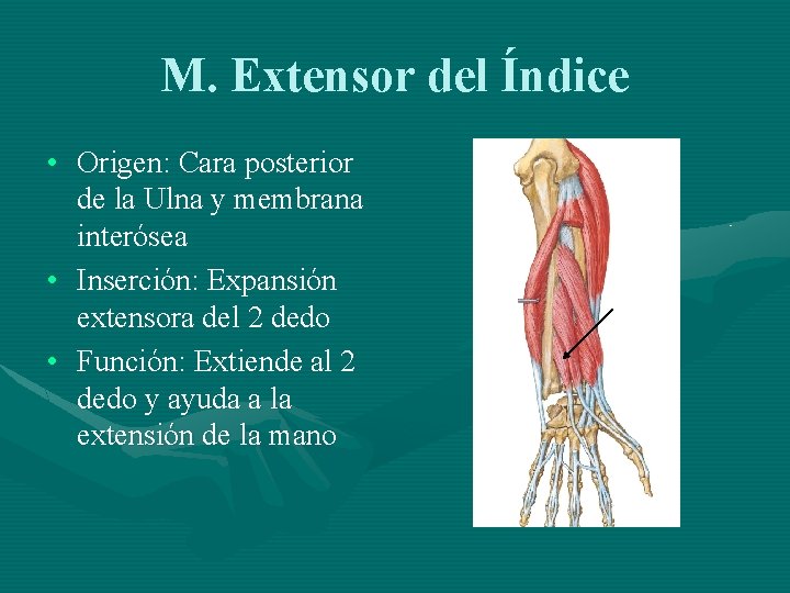 M. Extensor del Índice • Origen: Cara posterior de la Ulna y membrana interósea