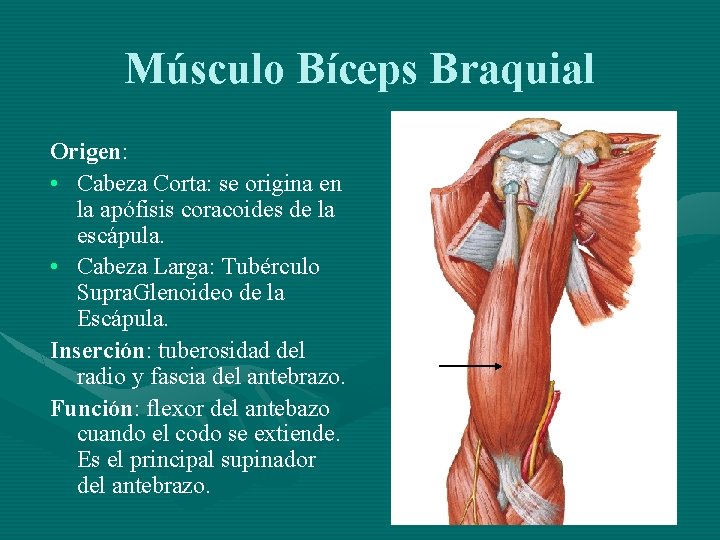 Músculo Bíceps Braquial Origen: • Cabeza Corta: se origina en la apófisis coracoides de