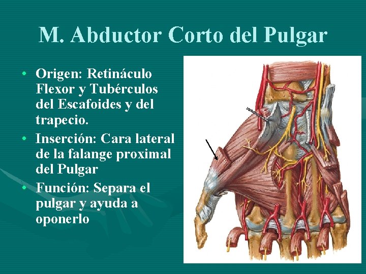 M. Abductor Corto del Pulgar • Origen: Retináculo Flexor y Tubérculos del Escafoides y