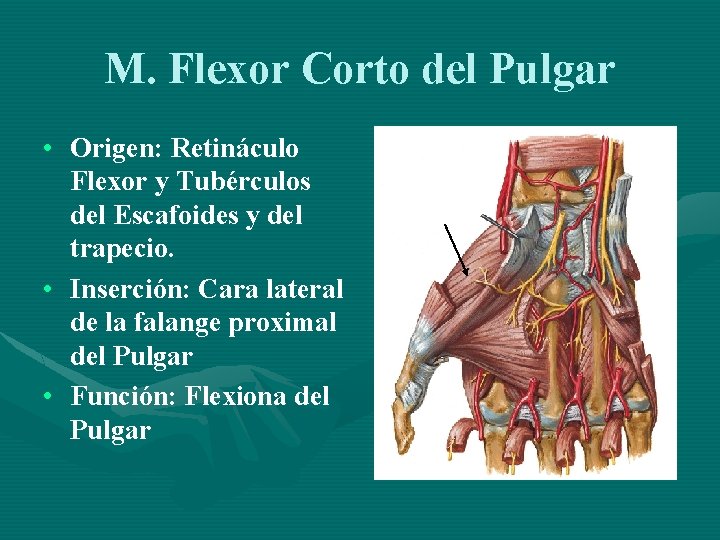 M. Flexor Corto del Pulgar • Origen: Retináculo Flexor y Tubérculos del Escafoides y