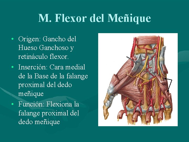 M. Flexor del Meñique • Origen: Gancho del Hueso Ganchoso y retináculo flexor. •