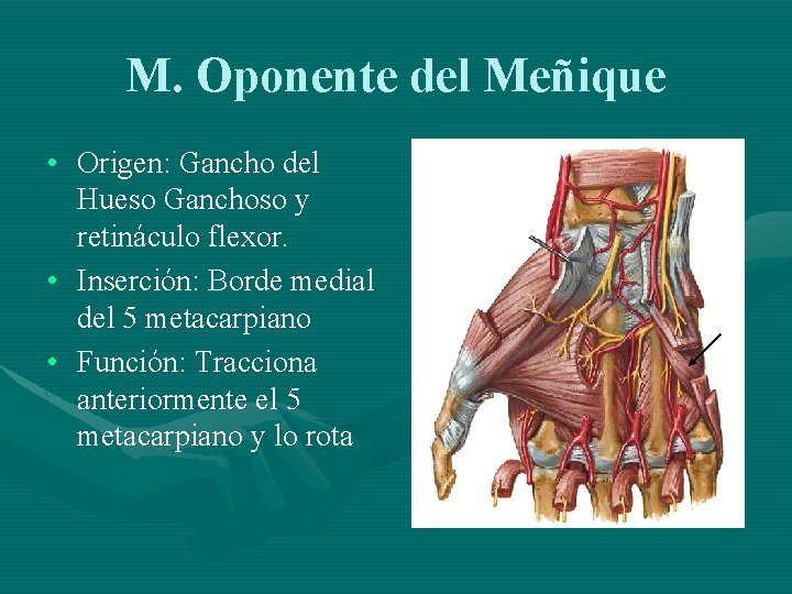 M. Oponente del Meñique • Origen: Gancho del Hueso Ganchoso y retináculo flexor. •