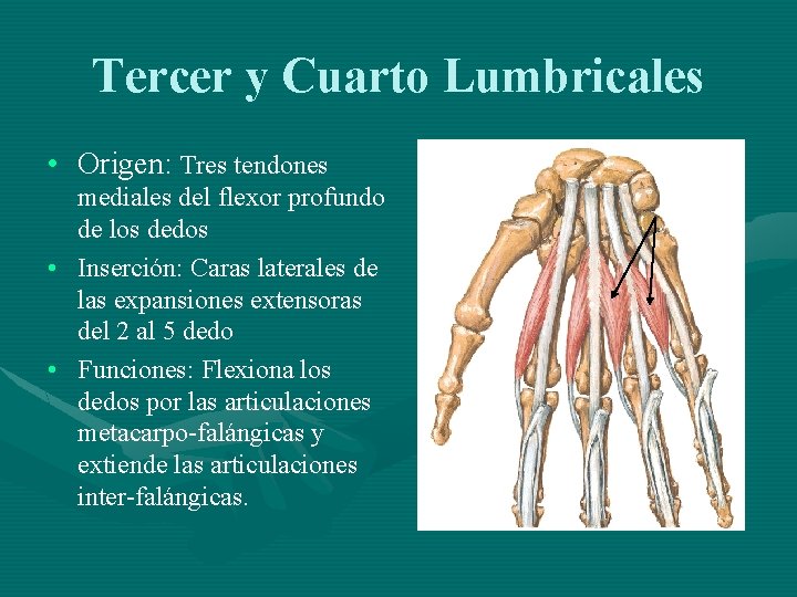 Tercer y Cuarto Lumbricales • Origen: Tres tendones mediales del flexor profundo de los