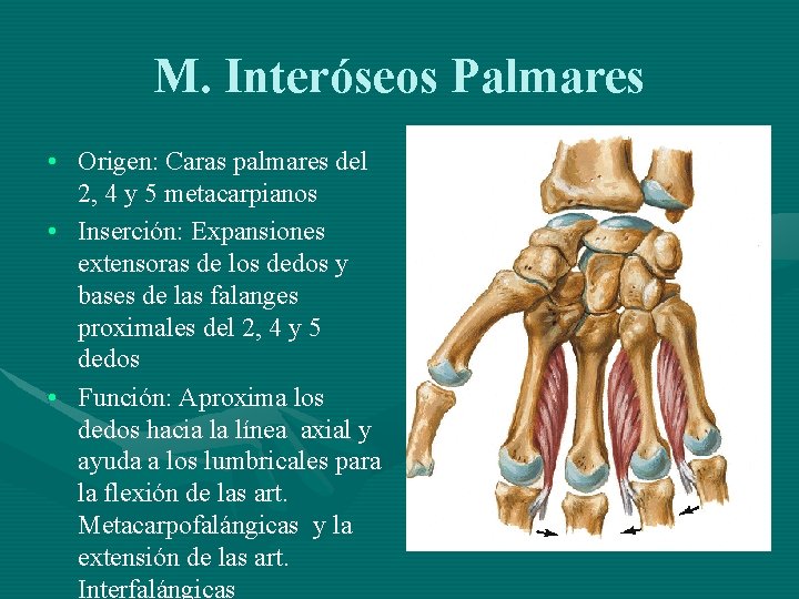 M. Interóseos Palmares • Origen: Caras palmares del 2, 4 y 5 metacarpianos •