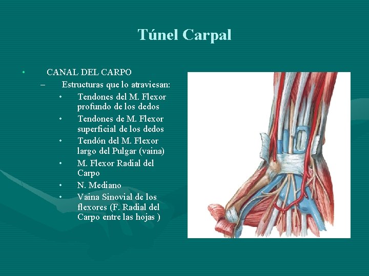 Túnel Carpal • CANAL DEL CARPO – Estructuras que lo atraviesan: • Tendones del