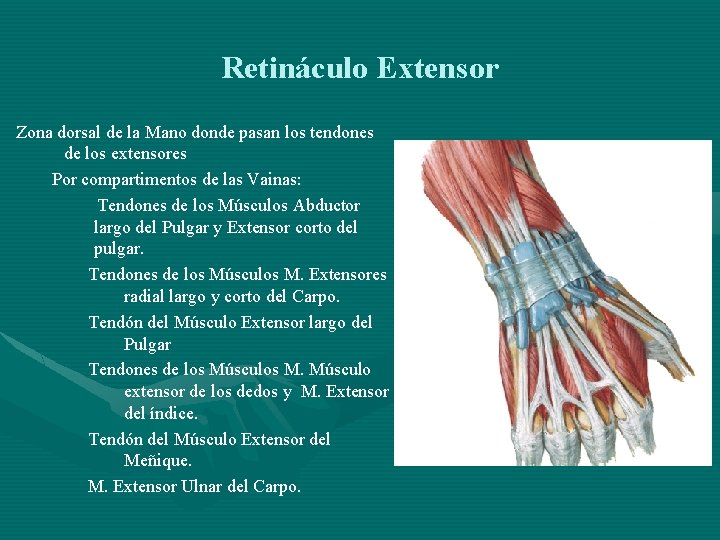 Retináculo Extensor Zona dorsal de la Mano donde pasan los tendones de los extensores