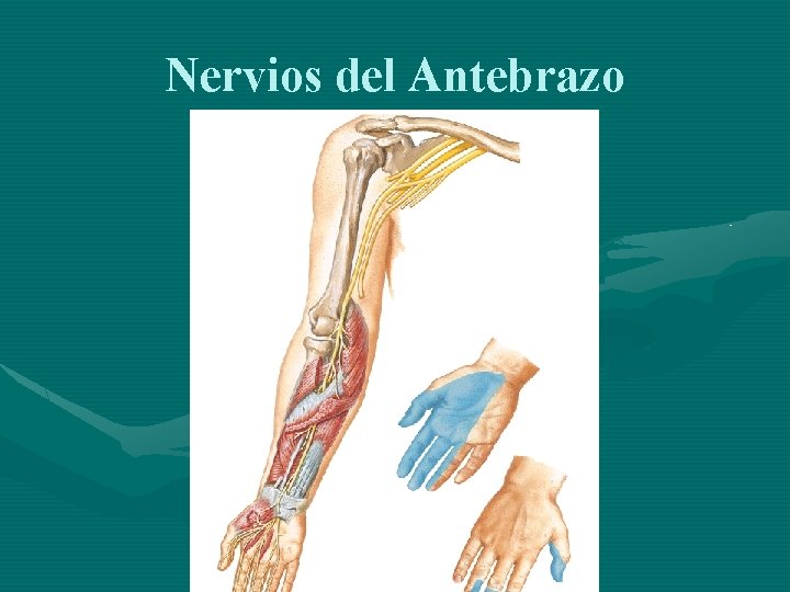Nervios del Antebrazo 