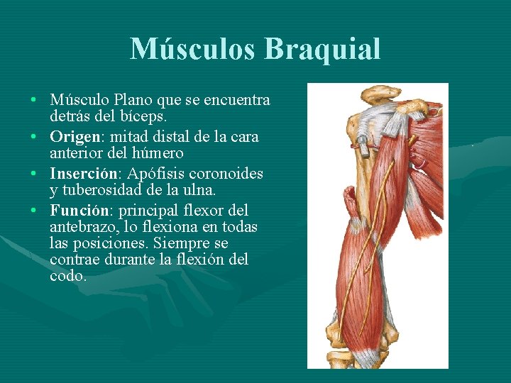 Músculos Braquial • Músculo Plano que se encuentra detrás del bíceps. • Origen: mitad