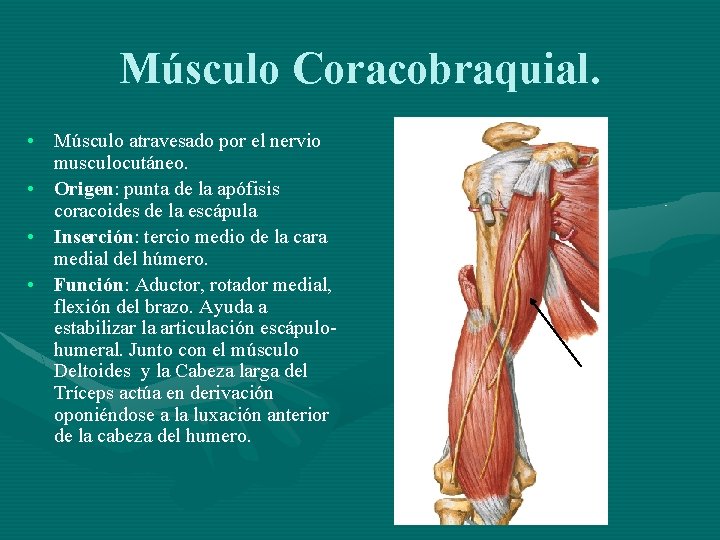 Músculo Coracobraquial. • Músculo atravesado por el nervio musculocutáneo. • Origen: punta de la