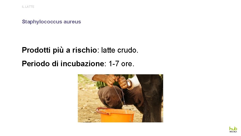 IL LATTE Staphylococcus aureus Prodotti più a rischio: latte crudo. Periodo di incubazione: 1