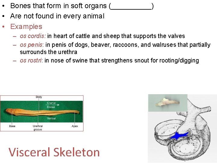  • Bones that form in soft organs (_____) • Are not found in