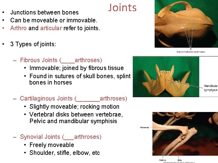  • Junctions between bones • Can be moveable or immovable. • Arthro and