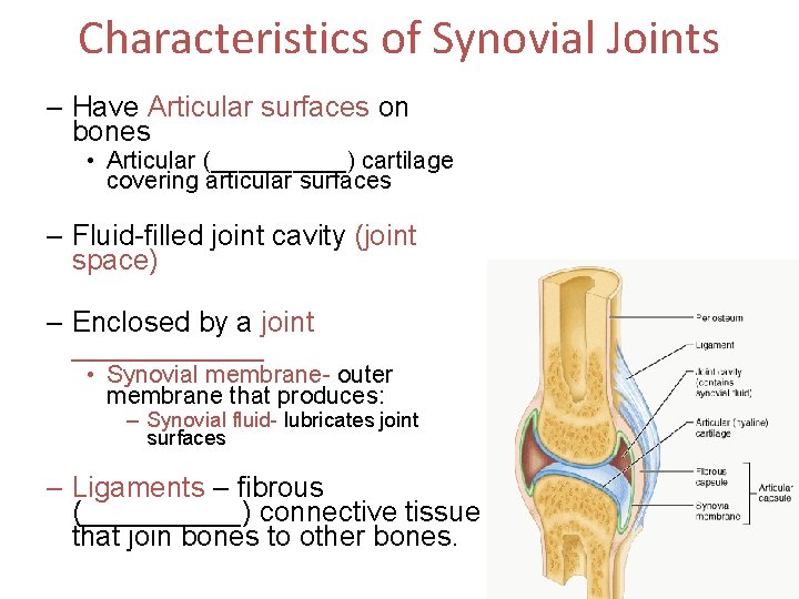 Characteristics of Synovial Joints – Have Articular surfaces on bones • Articular (_____) cartilage