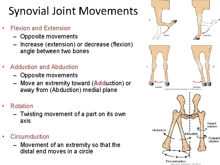 Synovial Joint Movements • Flexion and Extension – Opposite movements – Increase (extension) or