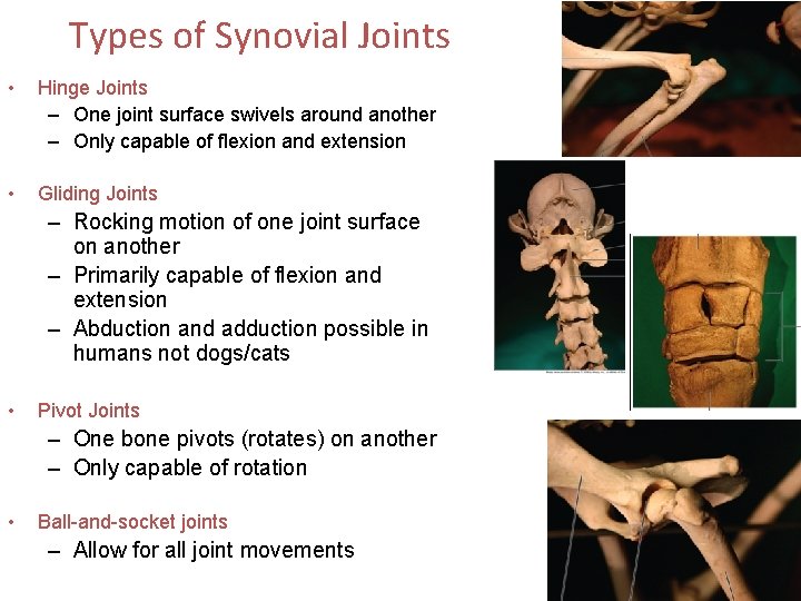 Types of Synovial Joints • Hinge Joints – One joint surface swivels around another