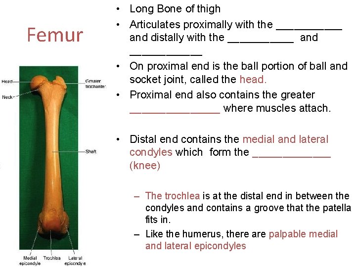 Femur • Long Bone of thigh • Articulates proximally with the ______ and distally