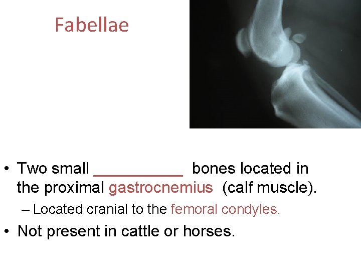 Fabellae • Two small _____ bones located in the proximal gastrocnemius (calf muscle). –