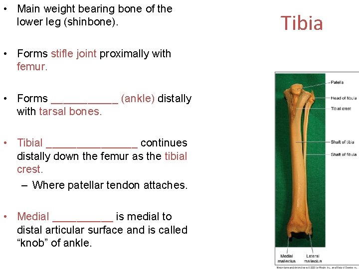  • Main weight bearing bone of the lower leg (shinbone). • Forms stifle