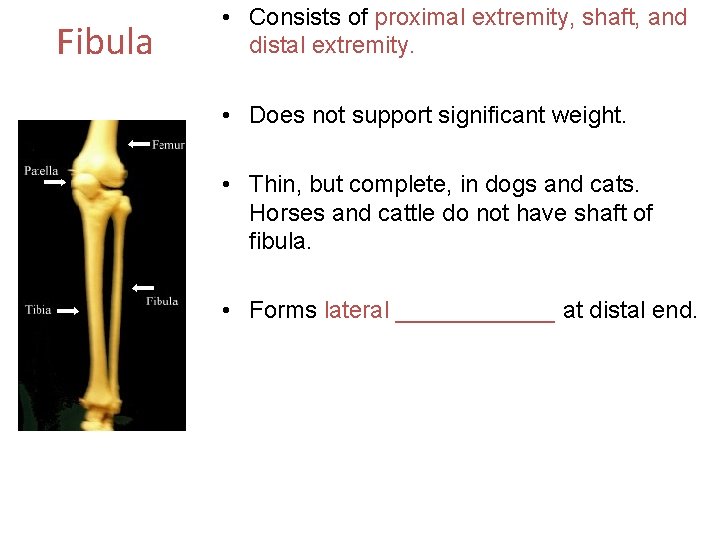 Fibula • Consists of proximal extremity, shaft, and distal extremity. • Does not support