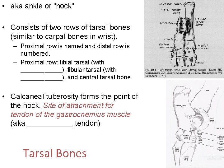  • aka ankle or “hock” • Consists of two rows of tarsal bones