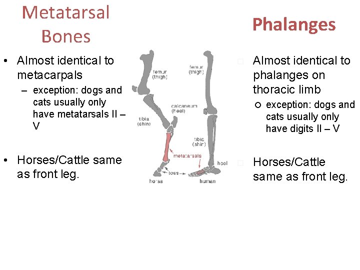 Metatarsal Bones • Almost identical to metacarpals Phalanges – exception: dogs and cats usually