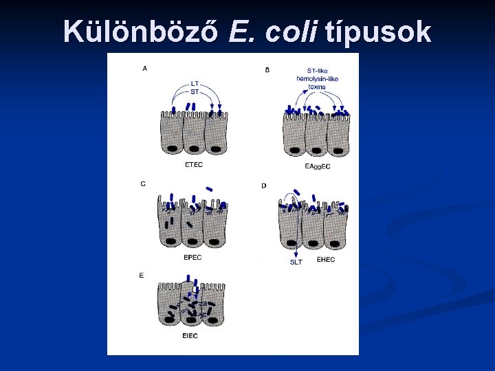 Különböző E. coli típusok 