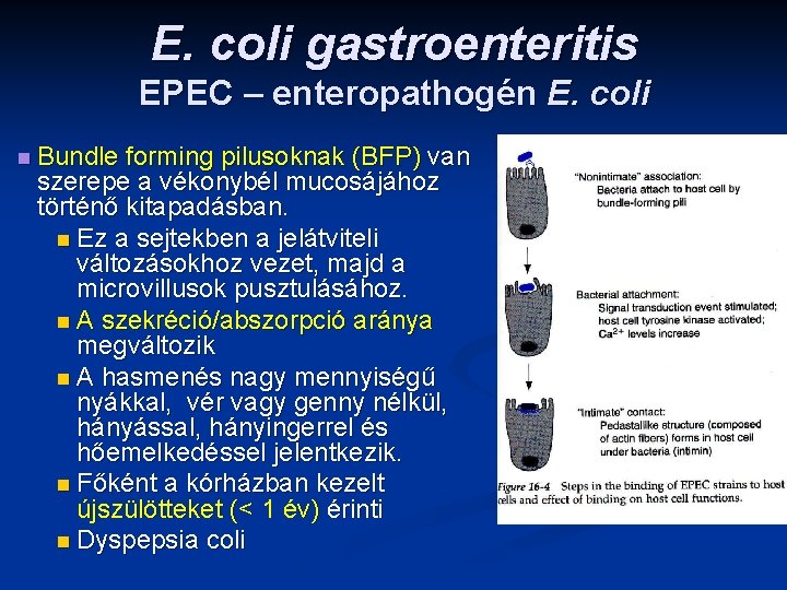 E. coli gastroenteritis EPEC – enteropathogén E. coli n Bundle forming pilusoknak (BFP) van