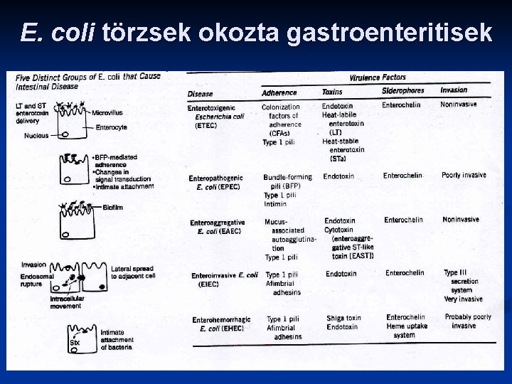 E. coli törzsek okozta gastroenteritisek 