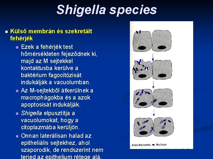Shigella species n Külső membrán és szekretált fehérjék n Ezek a fehérjék test hőmérsékleten