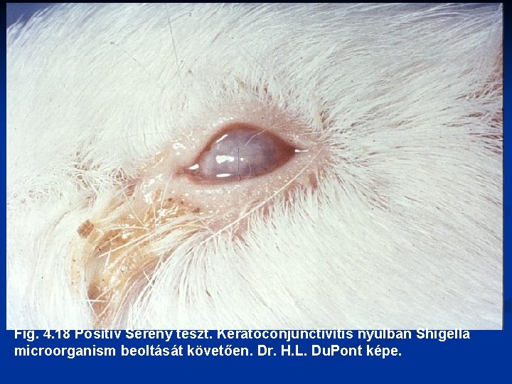 Fig. 4. 18 Positív Serény teszt. Keratoconjunctivitis nyúlban Shigella microorganism beoltását követően. Dr. H.