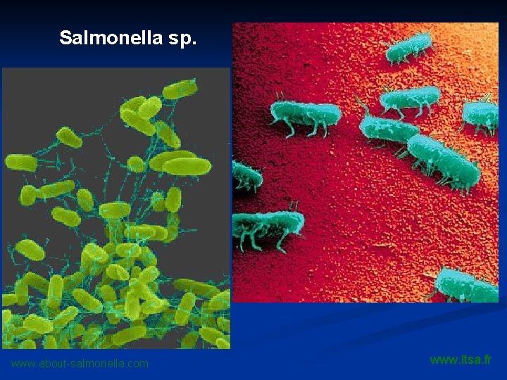 Salmonella sp. www. about-salmonella. com www. ltsa. fr 