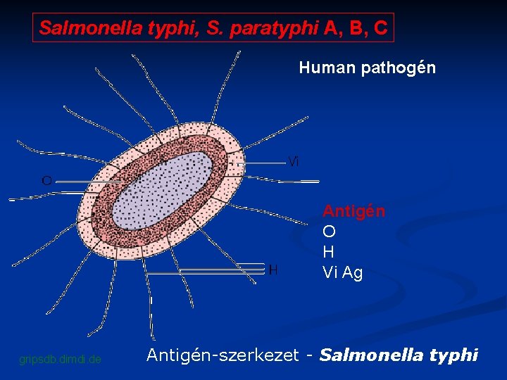 Salmonella typhi, S. paratyphi A, B, C Human pathogén Antigén O H Vi Ag