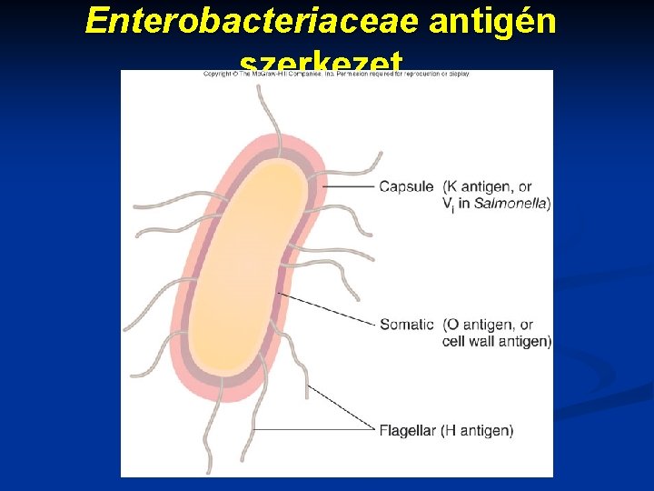 Enterobacteriaceae antigén szerkezet 