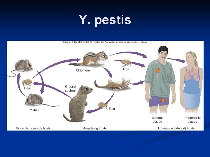 Y. pestis 