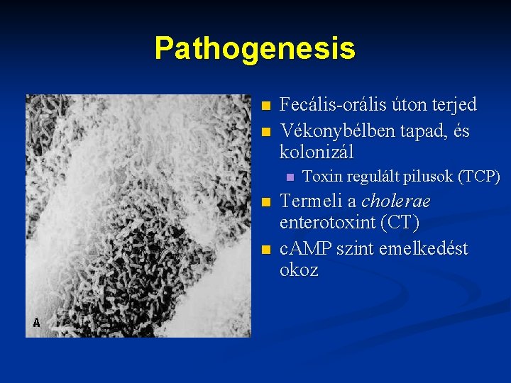 Pathogenesis n n Fecális-orális úton terjed Vékonybélben tapad, és kolonizál n n n Toxin