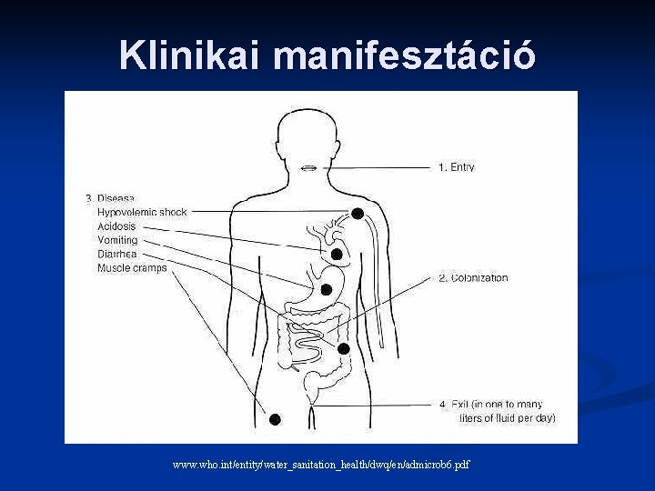 Klinikai manifesztáció www. who. int/entity/water_sanitation_health/dwq/en/admicrob 6. pdf 