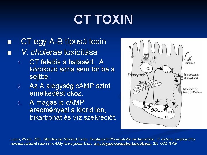 CT TOXIN n n CT egy A-B típusú toxin V. cholerae toxicitása 1. 2.