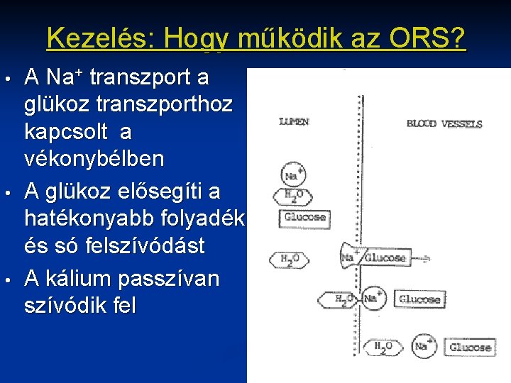 Kezelés: Hogy működik az ORS? • • • A Na+ transzport a glükoz transzporthoz