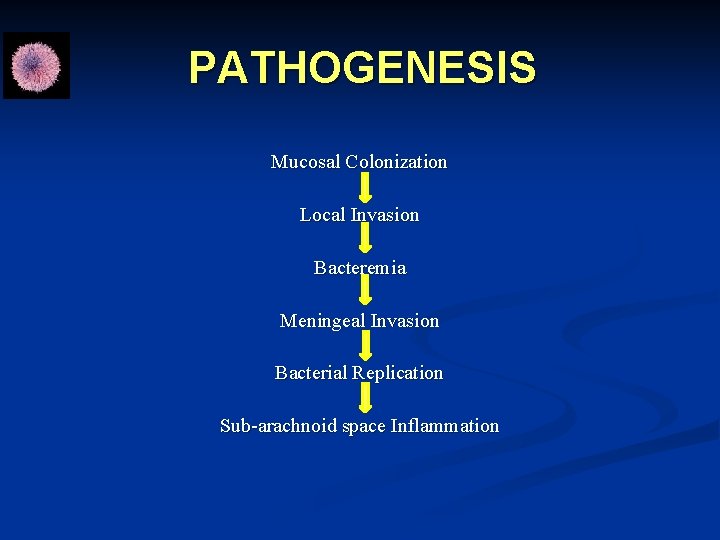 PATHOGENESIS Mucosal Colonization Local Invasion Bacteremia Meningeal Invasion Bacterial Replication Sub-arachnoid space Inflammation 