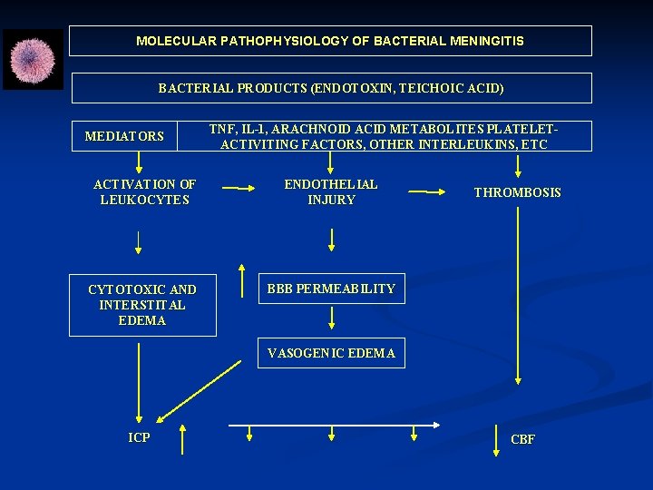 MOLECULAR PATHOPHYSIOLOGY OF BACTERIAL MENINGITIS BACTERIAL PRODUCTS (ENDOTOXIN, TEICHOIC ACID) MEDIATORS TNF, IL-1, ARACHNOID