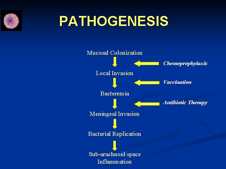 PATHOGENESIS Mucosal Colonization Chemoprophylaxis Local Invasion Vaccination Bacteremia Antibiotic Therapy Meningeal Invasion Bacterial Replication