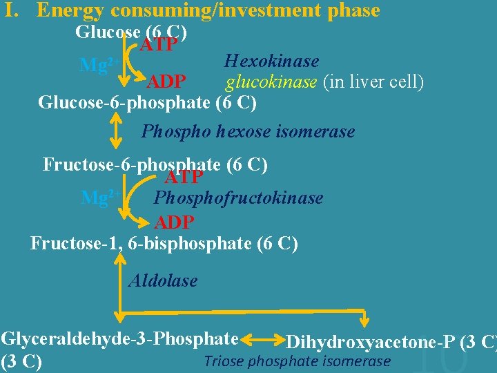I. Energy consuming/investment phase Glucose (6 C) ATP Hexokinase Mg 2+ ADP glucokinase (in