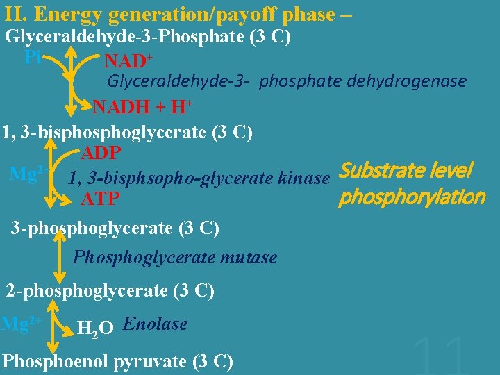 II. Energy generation/payoff phase – Glyceraldehyde-3 -Phosphate (3 C) Pi NAD+ Glyceraldehyde-3 - phosphate