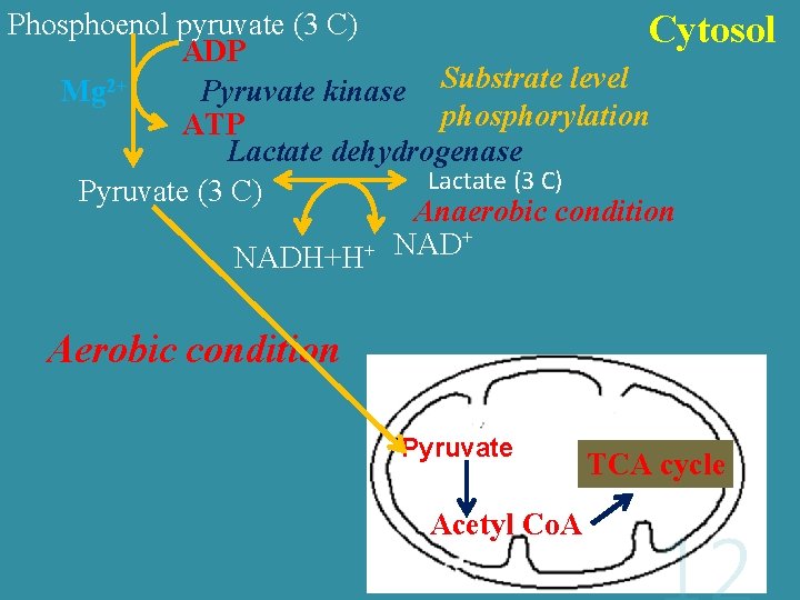 Phosphoenol pyruvate (3 C) Cytosol ADP Pyruvate kinase Substrate level Mg 2+ phosphorylation ATP