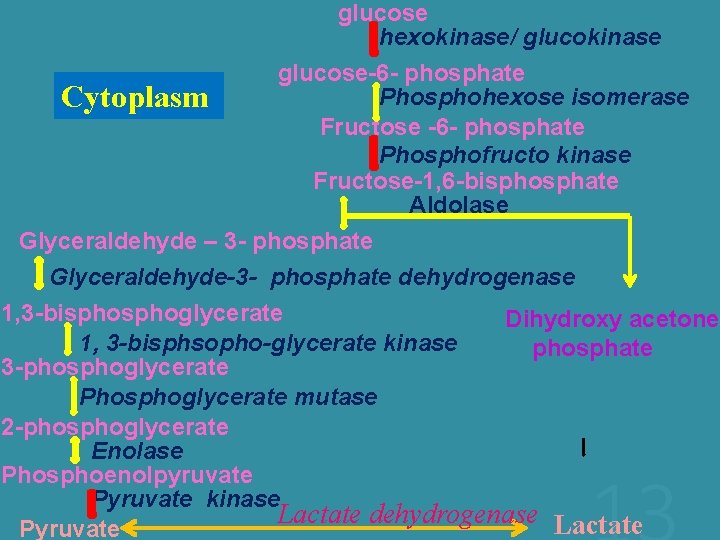 glucose hexokinase/ glucokinase glucose-6 - phosphate Phosphohexose isomerase Cytoplasm Fructose -6 - phosphate Phosphofructo