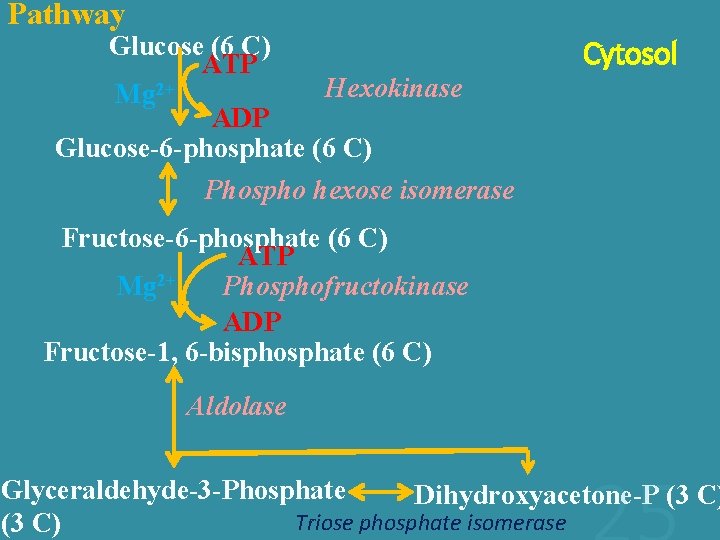 Pathway Glucose (6 C) ATP Hexokinase Mg 2+ ADP Glucose-6 -phosphate (6 C) Phospho