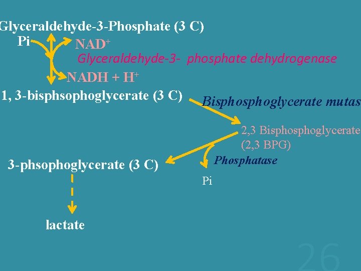 Glyceraldehyde-3 -Phosphate (3 C) Pi NAD+ Glyceraldehyde-3 - phosphate dehydrogenase NADH + H+ 1,