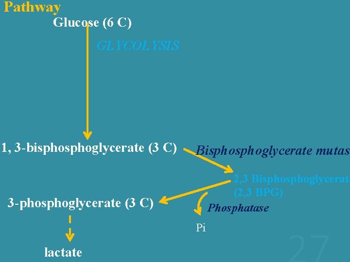 Pathway Glucose (6 C) GLYCOLYSIS 1, 3 -bisphoglycerate (3 C) 3 -phosphoglycerate (3 C)