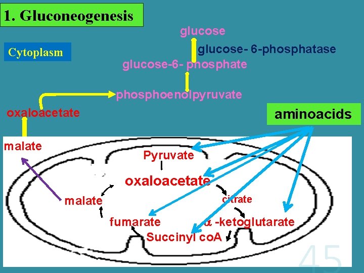 1. Gluconeogenesis Cytoplasm glucose- 6 -phosphatase glucose-6 - phosphate phosphoenolpyruvate oxaloacetate malate aminoacids Pyruvate
